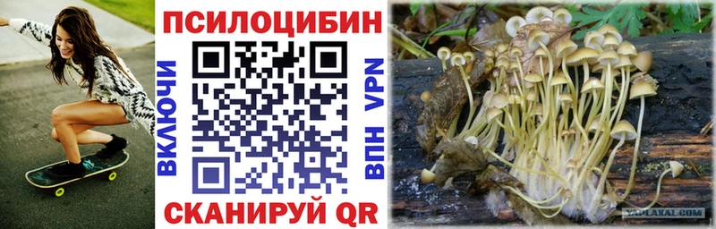 kraken как зайти  Петровск-Забайкальский  Галлюциногенные грибы Cubensis 